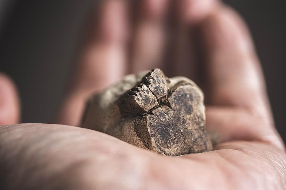 シャム【猫_1013】 | 6枚目