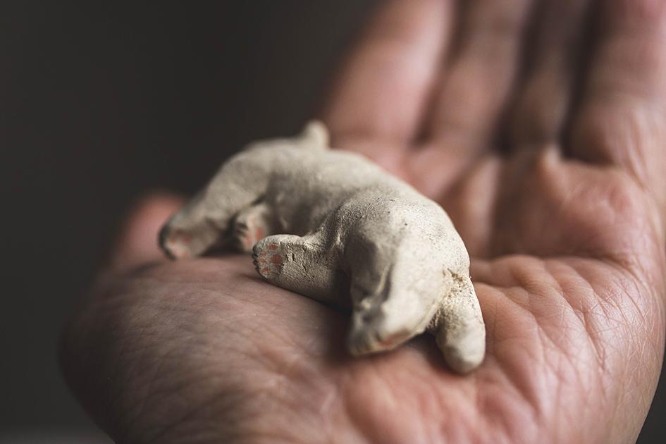 すやすやのシロちゃん【猫_1018】 | 4枚目