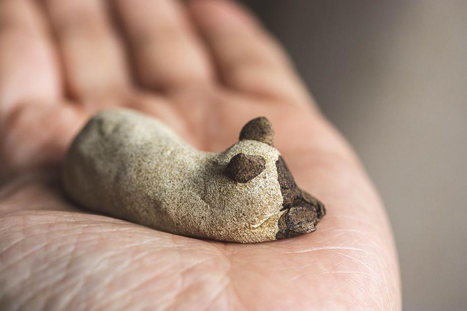 すやすやシャム【猫_955】 | 2枚目