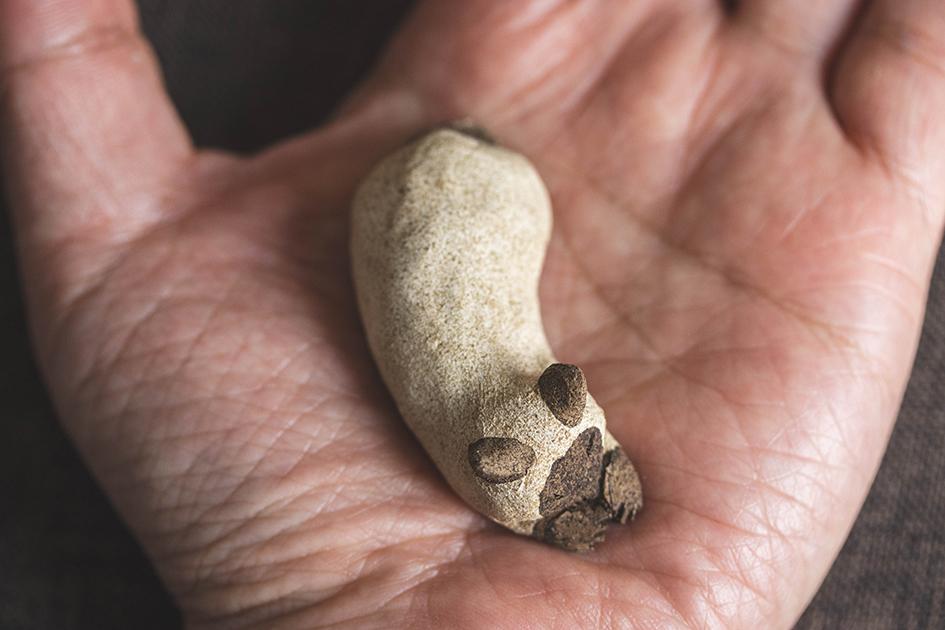 すやすやシャム【猫_955】 | 4枚目