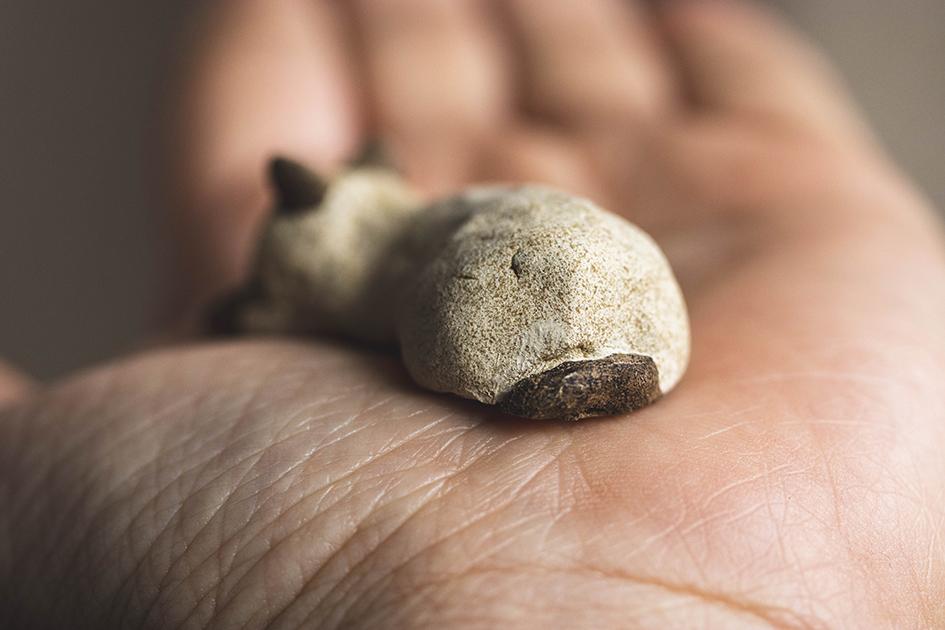 すやすやシャム【猫_955】 | 6枚目