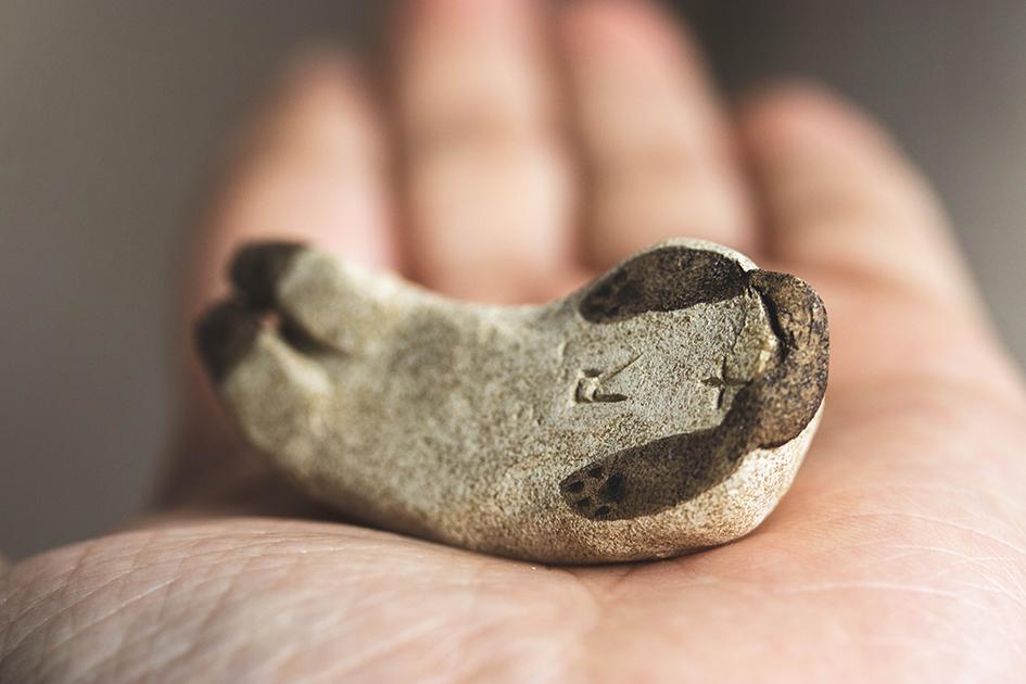 すやすやシャム【猫_955】 | 8枚目