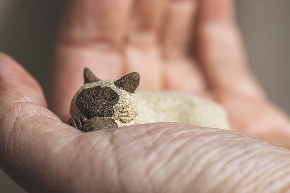 すやすやシャム【猫_955】 | 10枚目