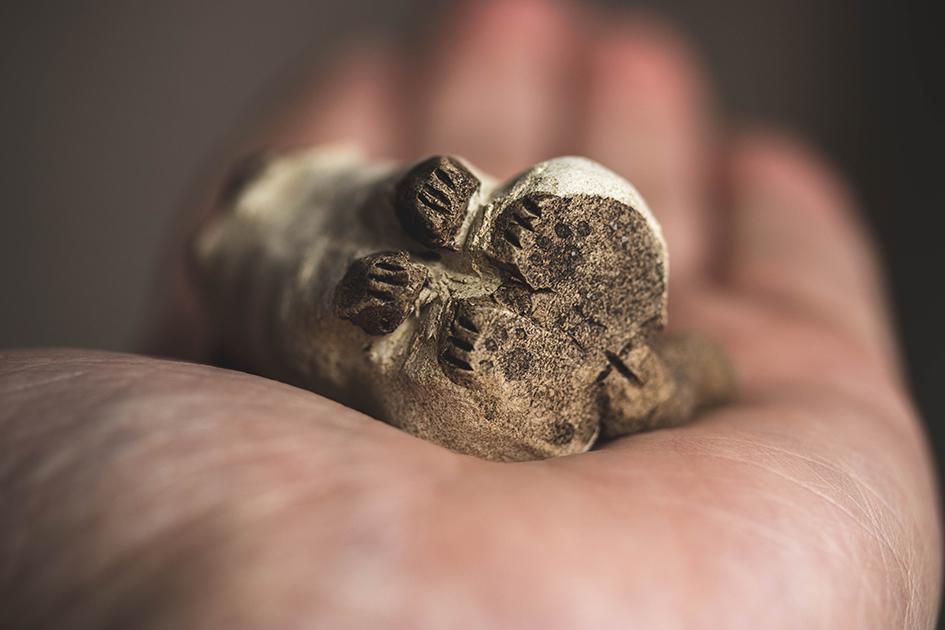 半立ちシャム【猫_949】 | 8枚目