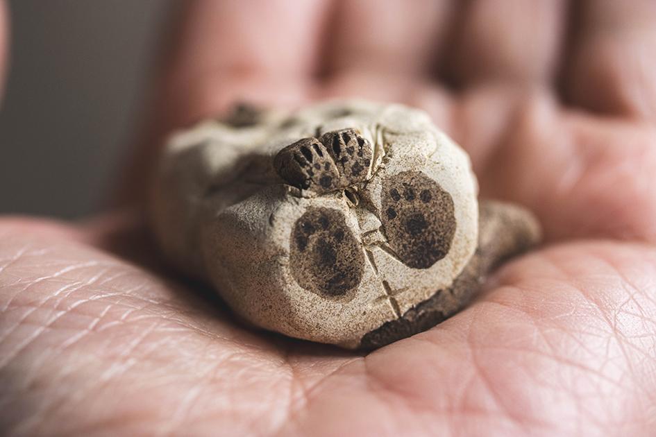 見つめるシャム猫【猫_984】 | 7枚目