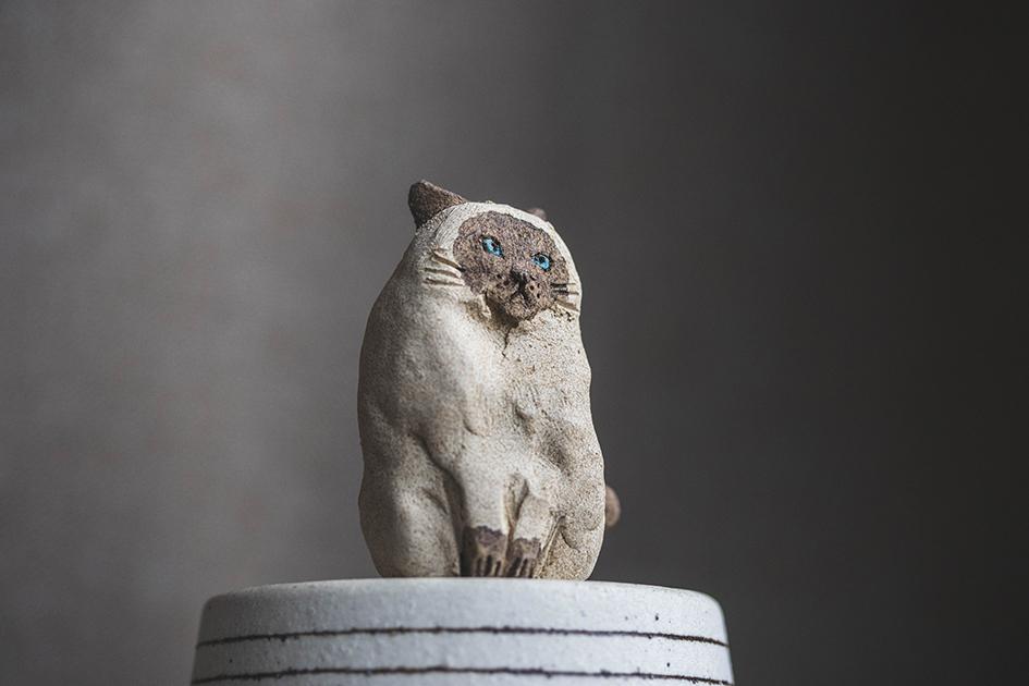 見つめるシャム猫【猫_984】 | 8枚目