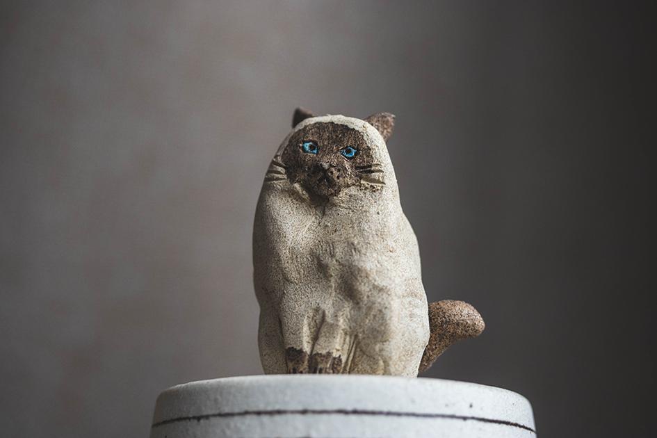 見つめるシャム猫【猫_984】 | 9枚目