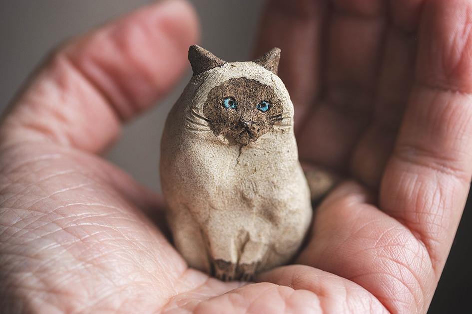 見つめるシャム猫【猫_984】 | 2枚目