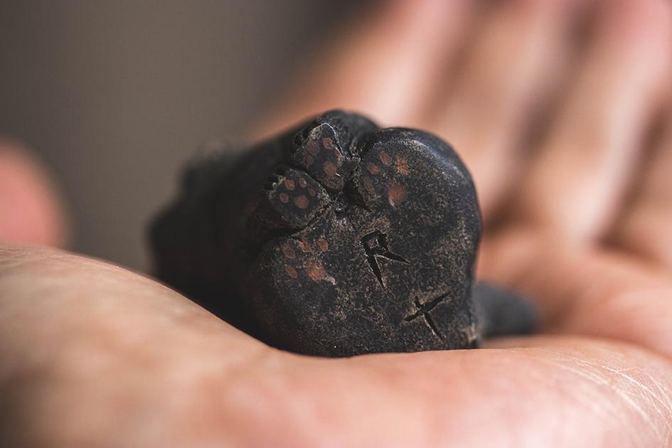 まなざし猫【猫_969】 | 7枚目