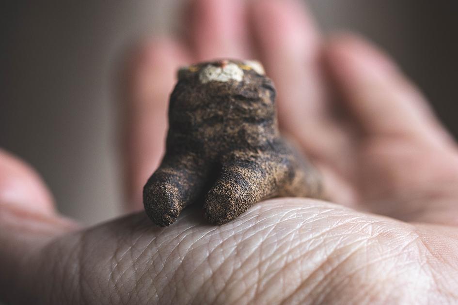 見つめる猫【猫_968】 | 9枚目